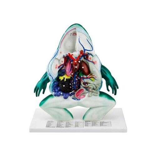 Frog anatomical model biomedical teaching