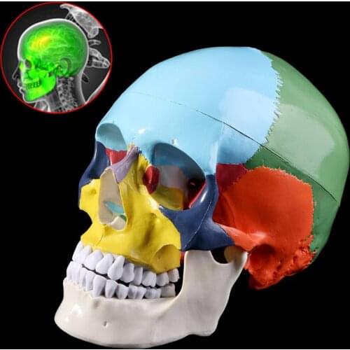Life Size Colorful Human Skull Model Anatomical Anatomy Medical Teaching Skeleton Head Studying Teaching Supplies