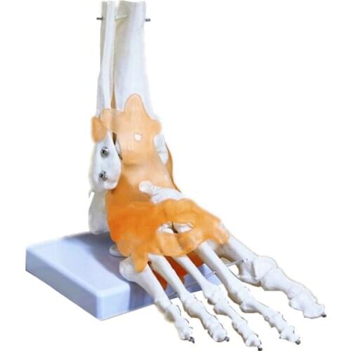 Natural big ankle joint functional model joint skeleton with ligament teaching model foot section model
