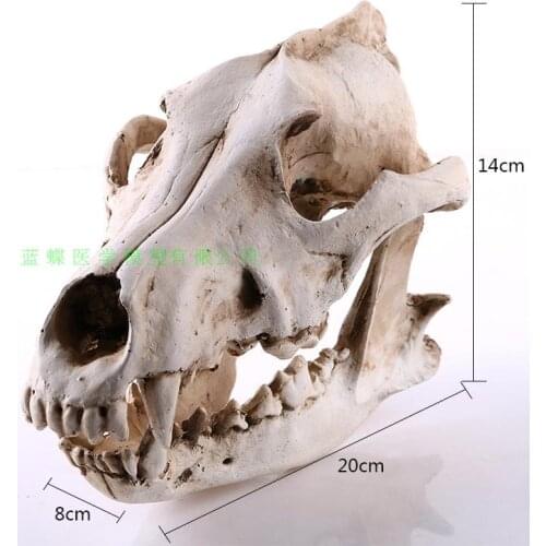 Wolf skull crafts resin ornaments resin crafts home accessories resin jackal skull