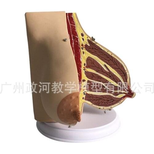 Human Lactation Female Breast Anatomy Model Chest Breast Anatomy Gynecological Teaching Specimen