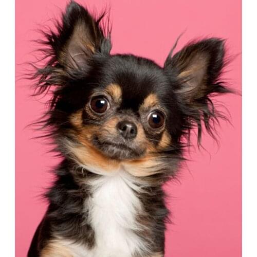 5D DIY Diamond Painting Resin Cross Stitch Kit Mosaic Home Decor Embroidery Square/round Full Drill Dog