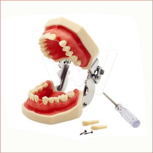 Dental Typodont Model 28 pcs Removable Teeth Kilgore Nissin All Removable