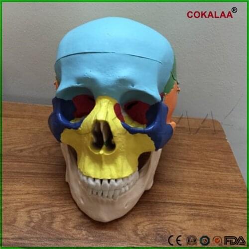 1:1 color head model, the natural human,skull, adult head, the anatomy of the medical