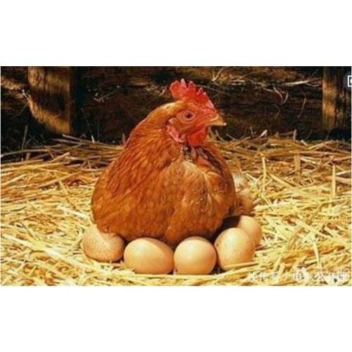 Nest Egg Pet Dog toy expression ball rubber bouncy ball solid toy ball molar tooth cleaning ball Pet Funny Egg Dog Chewing Toys