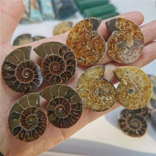 Free Shipping 2pcs Ammonite Fossil shell Pair Jewelry Pendant Fossil Specimen Gifts decor