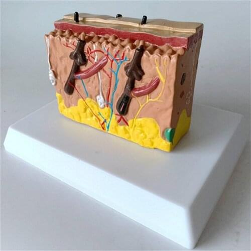 Healthy square skin anatomical model hair skin growth process skin magnification structure demonstration model
