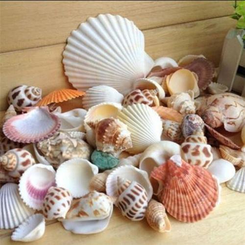 100g/bag Mixed Sea Beach Shells Crafts Seashells Aquarium Decor Photo Props DIY Aquarium Landscape Seashells Crafts/party Decor