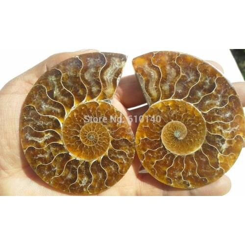 115g 1 pairs of Split Ammonite Fossil Specimen Shell Healing Madagascar E423