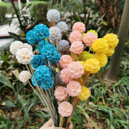 9pcs/lot,Natural Real Preserved Dried flower bunch,Eternal Display flower for Wedding Party Garden Home Decoration accessories