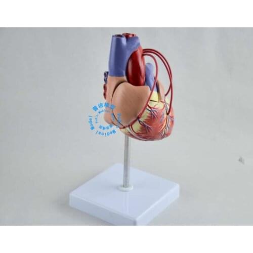 Free shipping&heart bypass model, Human heart model ,Coronary heart disease model,Cardiovascular