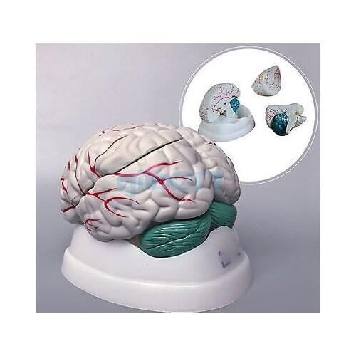 Human Brain Life Size 3 Part Brainstem Structure Fully Dissected Medical Model