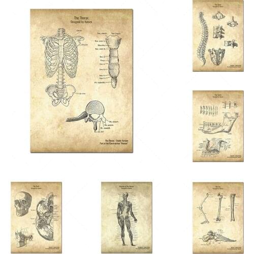 Affiche brevetée d'anatomie des parties du corps