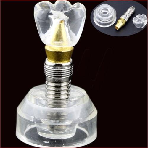 Dental Implant Model Single Clear Teeth stand implant crown 3 parts Tooth
