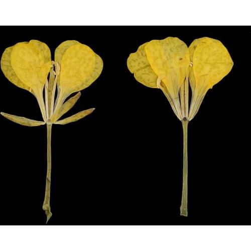 12 Pieces Dried Pressed Rape Flowers Arrangements True Plant Specimens DIY Handmade Materials