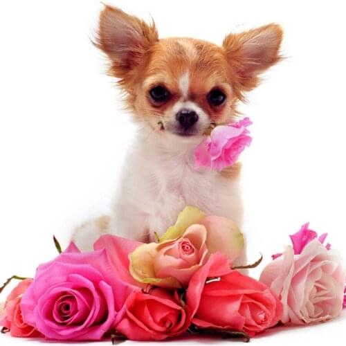 Diamond Embroidery,Chihuahua dog,Diamond Painting,Full,Animal,Cross Stitch, Mosaic,Square,Rhinestone,DIY,Rose dog,decor YG699