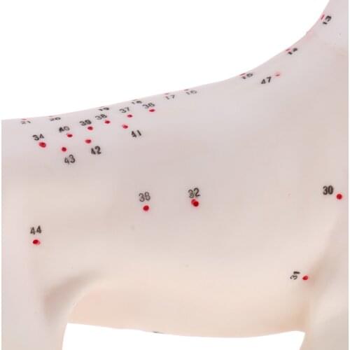 4D Vision Dog Anatomy Model, Life Size 72 Acupuncture Points Cat Skeleton Anatomical Model with Base, Lab Supplies