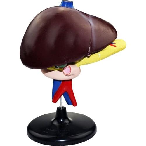 Human Body Model Pancreatic Organ Structure Medical Anatomical Model for School Teaching Tool Learning Display Lab Supplies