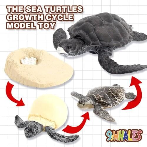 Educational Model Toy Simulation Animals PVC Sea turtles Growth Cycle Scene Design Simulation Powder Toy Decoration Gift