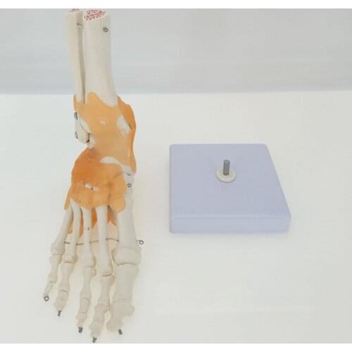 Functional Foot Joint with Ligaments Anatomical Skeleton Model Medical Anatomy Life Size Display Teaching Resources