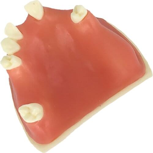 Maxillary Teeth Model Practice For Medical Teach Study Demostration