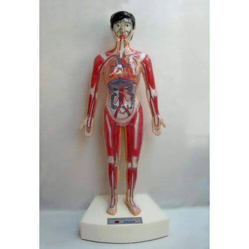Microcomputer, human cardiac cycle and size cycle demonstration electric anatomy model, 1:1size, science technology exhibition