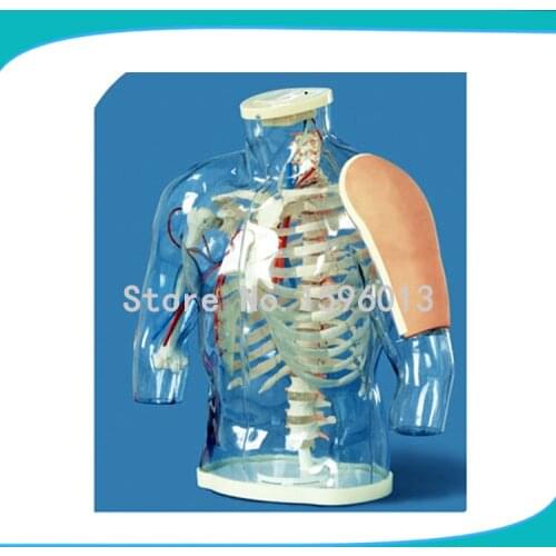 Upper arm Intramuscular Injection and Contrastive Model,Transparent Contrastive Intramuscular Injection System Model