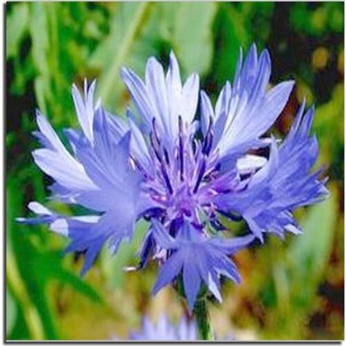 3D Cornflower Blue 30x30cm DIY Diamond Painting Cross Stitch Needlework Diamond Mosaic Diamond Embroidery Pattern Crafts
