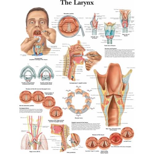 The Human Larynx Picture Art print Silk poster Home Wall Decor