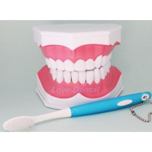 1PC Dental lab instrument for Tooth Care child kid Dental Teaching Study Model Adult Standard Typodont Demonstration