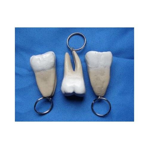 Teeth Key Chains accessories tooth model free shipping