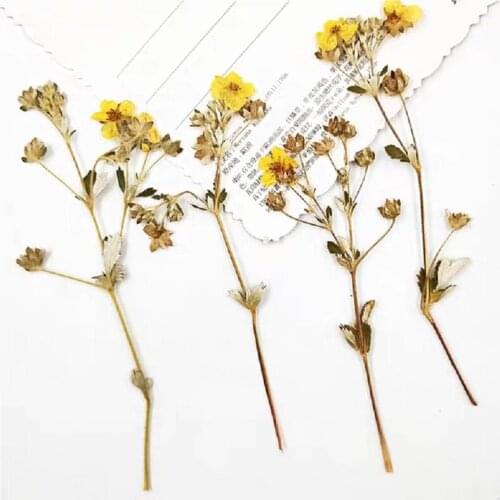 100pcs Pressed Dried Flower Gold Rosa Multiflora Plant Herbarium For Jewelry Postcard Invitation Card Phone Case Bookmark DIY