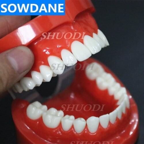 1:1 Dental Orthodontic Model Standard Adult Tooth Model with 28 tooth Study Model Communication Model