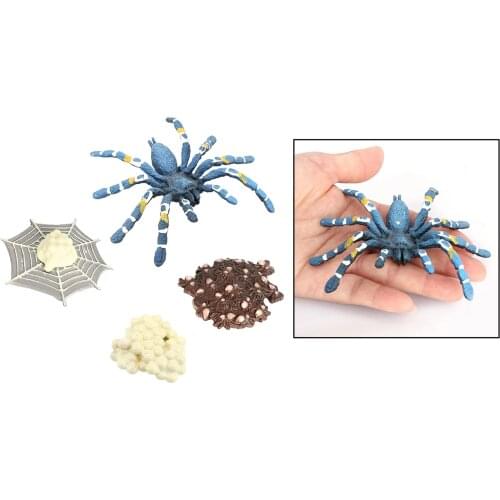4 Stages Life Cycle of a Bird Eating Spider Nature Insects Life Cycles Growth Model Game Prop Insect Animal Natural Toy