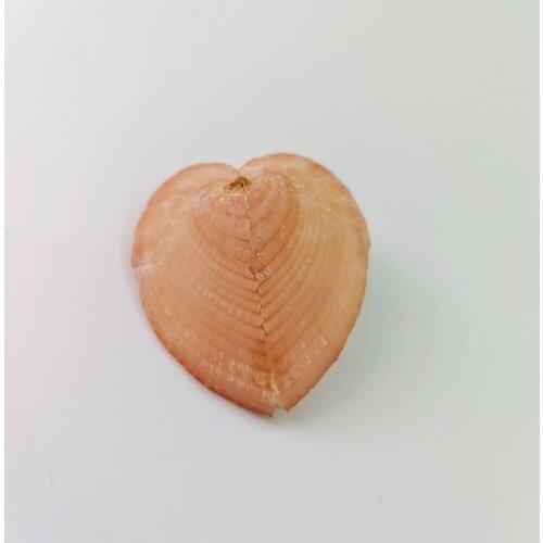 5.2 cm Natural shell conch rare pink heart clam