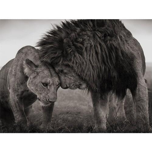 120x160cm Lions Head to Head Black and White Canvas Art Painting Posters and Prints Cuadros Wall Art Picture for Living Room