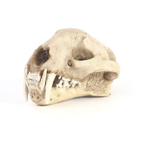 Resin cloud leopard skeleton sketch practice classroom teaching accessories Animal skull model