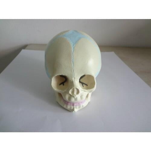 1:1 Human Fetal Baby Infant Anatomical Skull for Art Sketch High Simulation Teaching use for human anatomy model