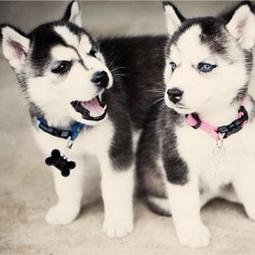 New Cute Puppy Needlework Full Square Drill Diamond Painting Diy Cross Stitch Diamond Embroidery Mosaic Wedding Decoration