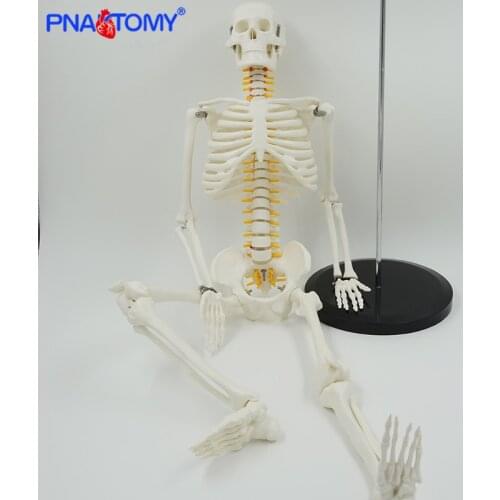 85cm skeleton model with nerves system medical teaching educational equipment skeleton anatomy human spine and skull anatomical