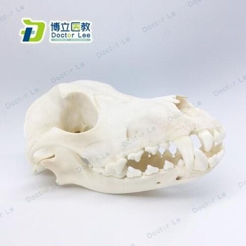 Canine Dog Skull Anatomical Model Specimen