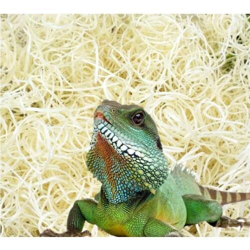 CNGLAD Reptile Products