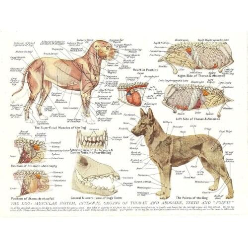 Muscles & Organs of the Dog (Animal Anatomy Pathology) Art Film Print Silk Poster Home Wall Decor 24x36inch