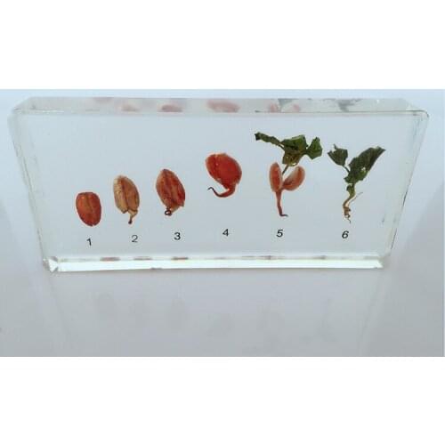 Real Peanut Growth Development Process Specimen Real Peanut Embedded Specimen Plant Specimen Biological Botany Teaching Aids