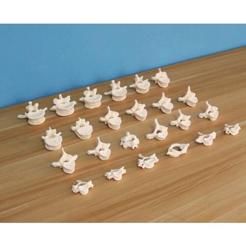 1:1 Spine Model Human Skeleton Model Medical Science Anatomical Study Display Teaching Tool