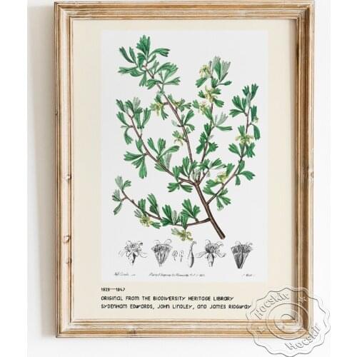 Sydenham Edwards Exhibition Museum Poster, Three Toothed Purshia Art Prints Canvas Painting, Botanical Collection Wall Art Decor