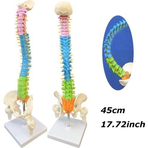 45cm Medical Anatomical Super Flexible Spine Model with Pelvis and Femur Heads, medical students Teaching Tool