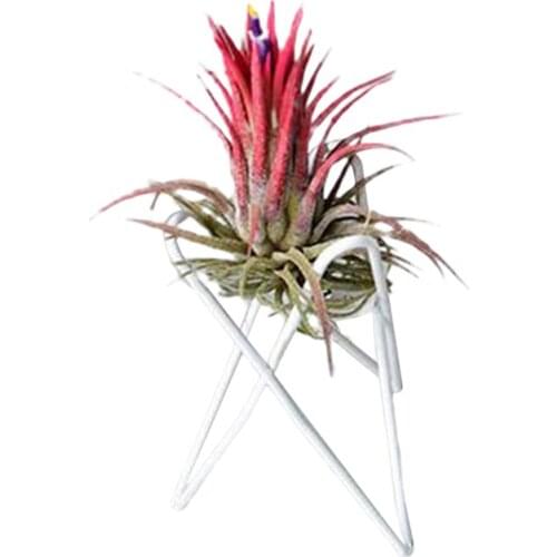Desktop Plants Stand Bracket Pineapple Geometric Tillandsia Flower Rack Iron Home Office Decoration Nordic Style Support