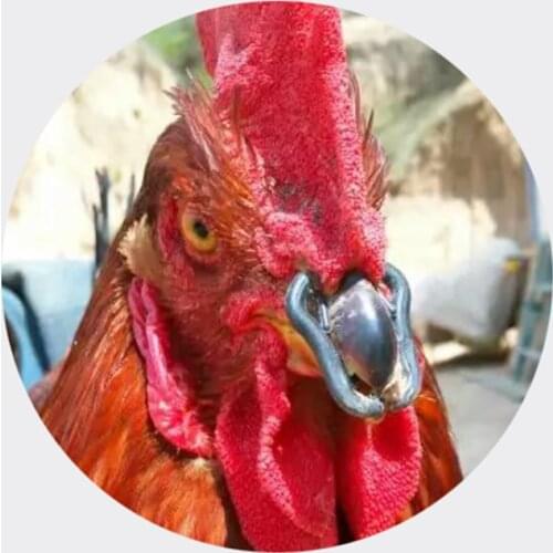 500 pcs Chicken mouth snap ring Alternatives to chicken glasses Large 35mm small 30mm Cage laying hen Pheasant Big cock