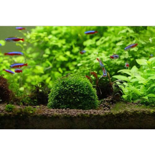 Mini Moss Ball Aquarium Decoration Plants Natural Filter for Fish Tank Shrimp Mineral Balls Ornaments DIY Aquatic Plant New live